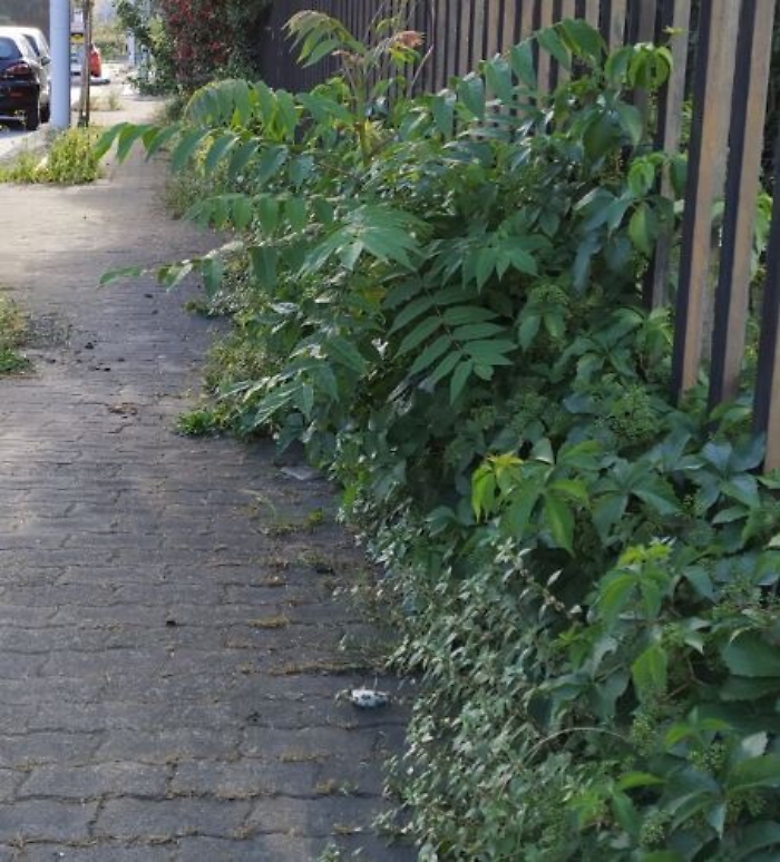 1623317002524_1623662827447