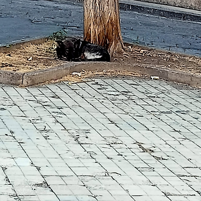 1623600331819_1623663084835