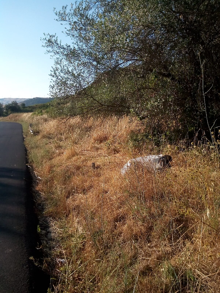 160058782-694de683-ed3f-4ce8-a636-e66b9763cfc9