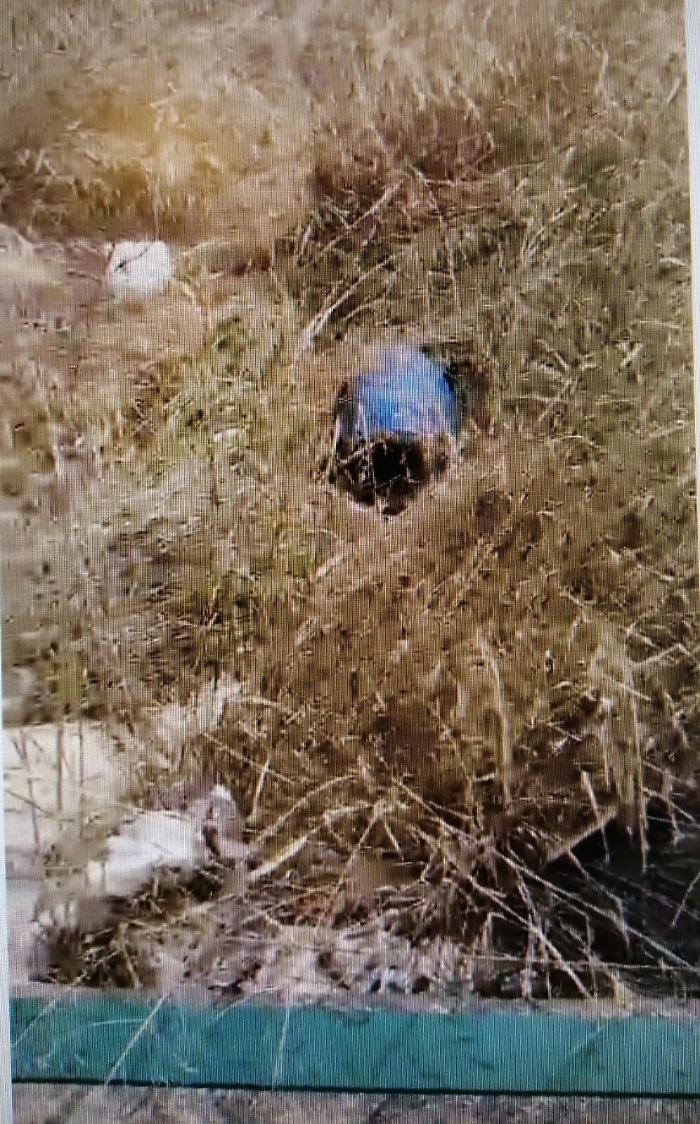 171129567-eb6ba3ac-d8fc-4ed3-b986-dad57a90e755