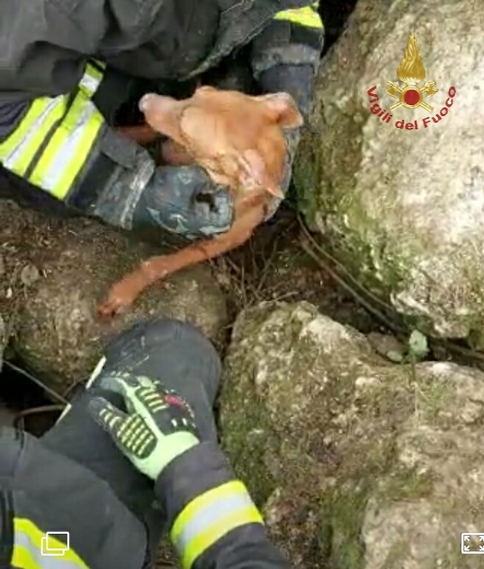 152743790-3d00a248-cf6f-4005-b751-410f7ba872c2