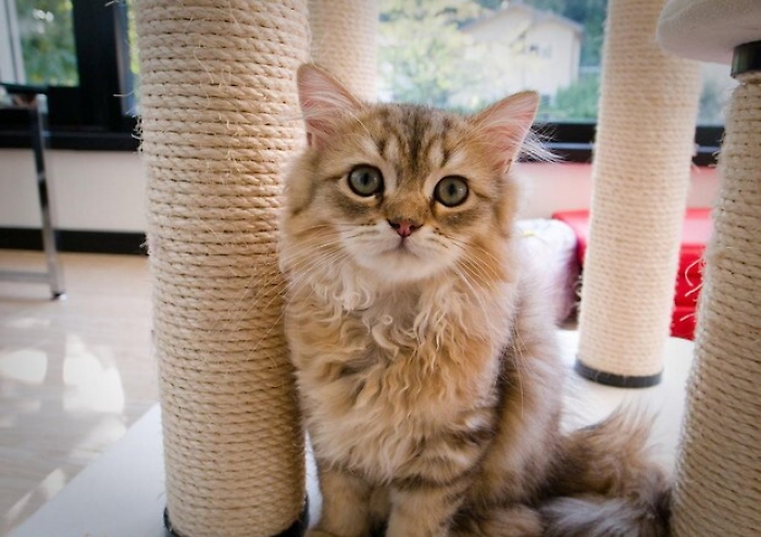 141557061-e4baf530-9d9b-4d94-bbf4-6251109868ef