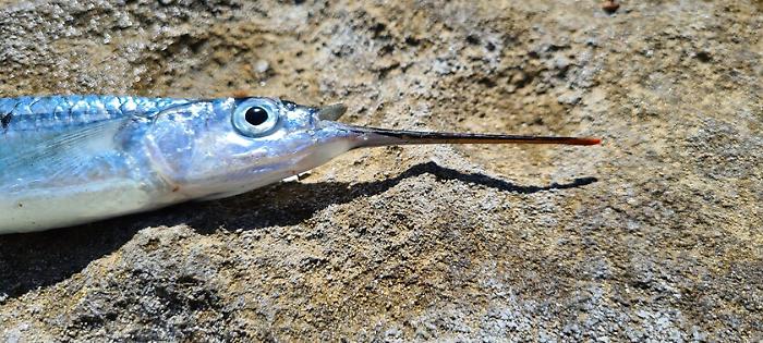 082506061-8c575c5d-1013-4199-bd1d-e4553b786e39