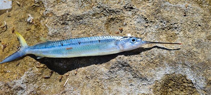 082513203-29d725b1-f06f-4895-9a5a-ffc999ae4cfd