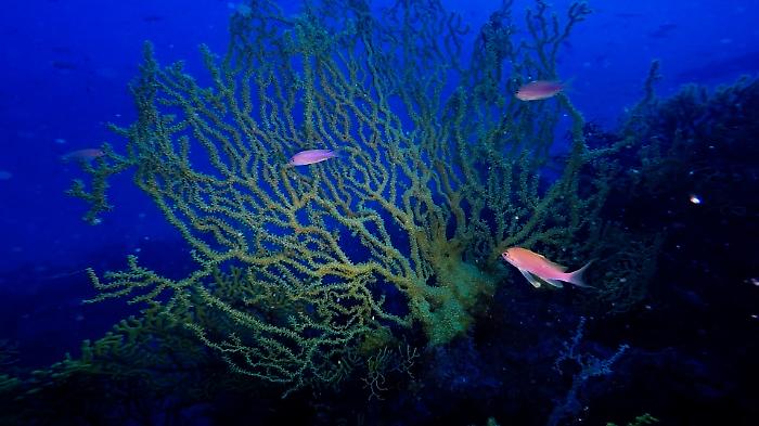 164337982-bbbd1053-cc56-4495-9115-ab144722e8dd