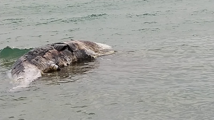 173128428-0daf3052-8c10-4008-a428-326bc03a680d