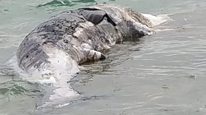 173252514-d27e6b84-4429-4a25-b0eb-6b26c8fd3f7c