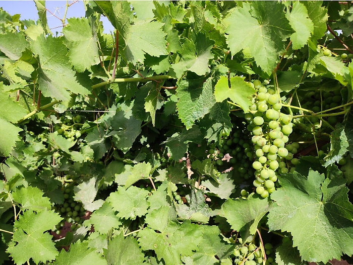 110628784-61e13cc3-5fec-46ed-8c3e-0597b86c7231