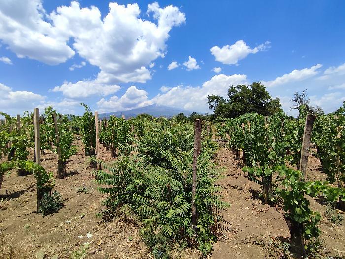 155721358-5f94f89c-cf3b-478d-a04f-1e27ed2f3311