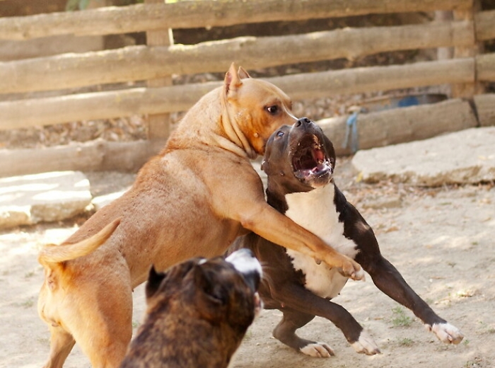 132716012-c10f1c39-473c-4538-9836-3110e886addb