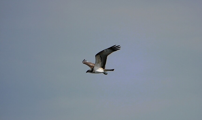 140126639-316a5019-148e-4c0d-adbd-56267443f8c4