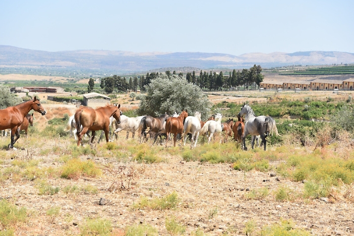 082748746-924e18e6-e639-4c1d-894c-e42fdad5f774