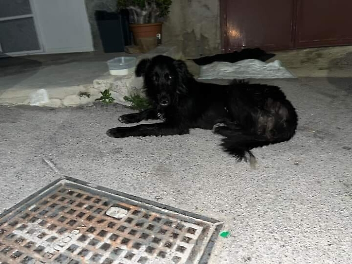 111701229-770c731e-a822-4684-972e-0d852c8e2464