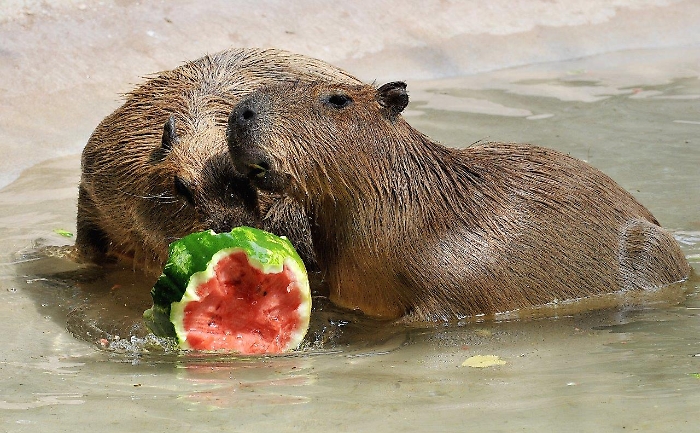 MDG_1698-capibaraanguria