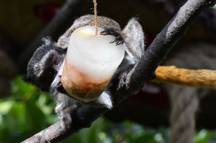 Tamarino_imperatore_MDG