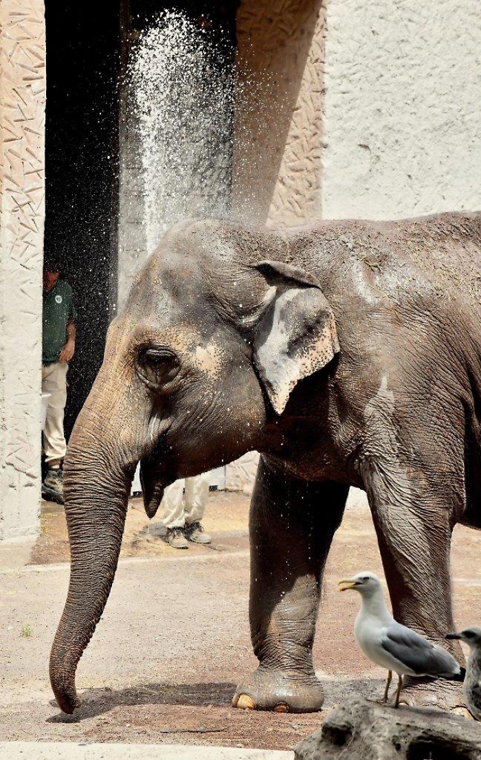 zDGM_5182-alb-tgl-pht