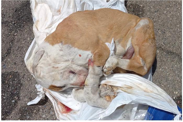 Cucciolo-congelato-2