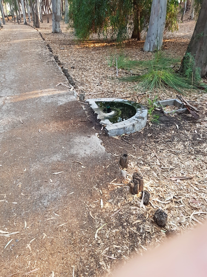 degrado boschetto Plaia