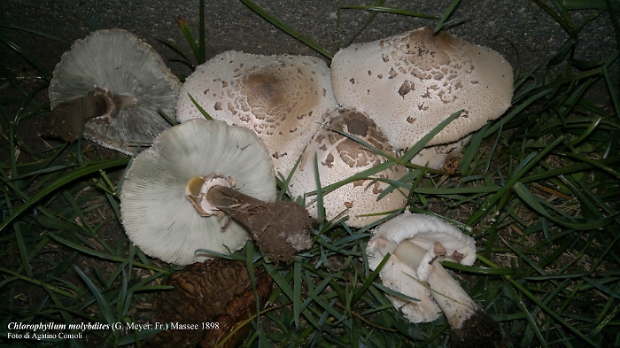 ASP-CATANIA-intossicazioni-da-funghi-20.09.2023-chlorophyllum-molybdites-1