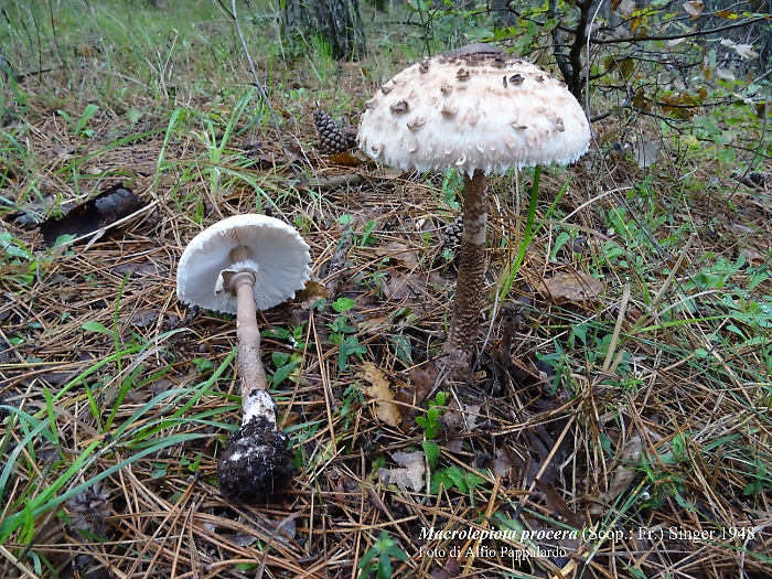 ASP-CATANIA-intossicazioni-da-funghi-20.09.2023-macrolepiota-procera-1