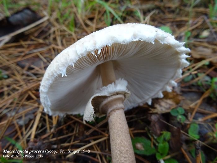 ASP-CATANIA-intossicazioni-da-funghi-20.09.2023-macrolepiota-procera-particolare-imenoforo-anello-e-gambo-1