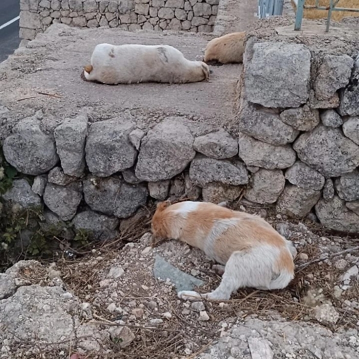 450318811_2475643132645391_2880407146756415456_n