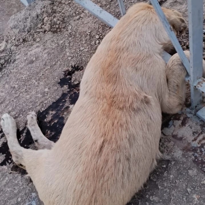 450321684_2475643129312058_6848720997834021141_n