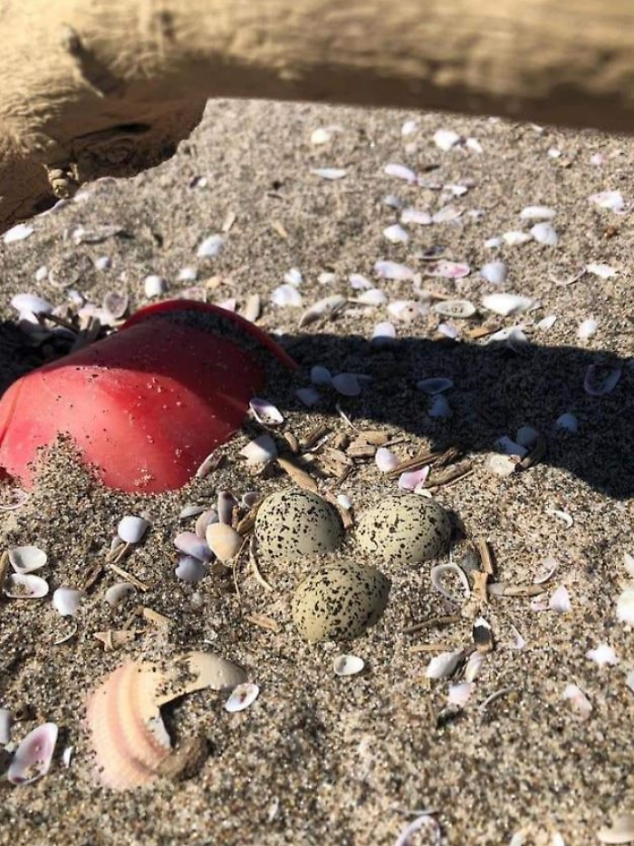 Nido di Fratino tra i rifiuti in spiaggia Oasi del Simeto - foto D. Grimaldi