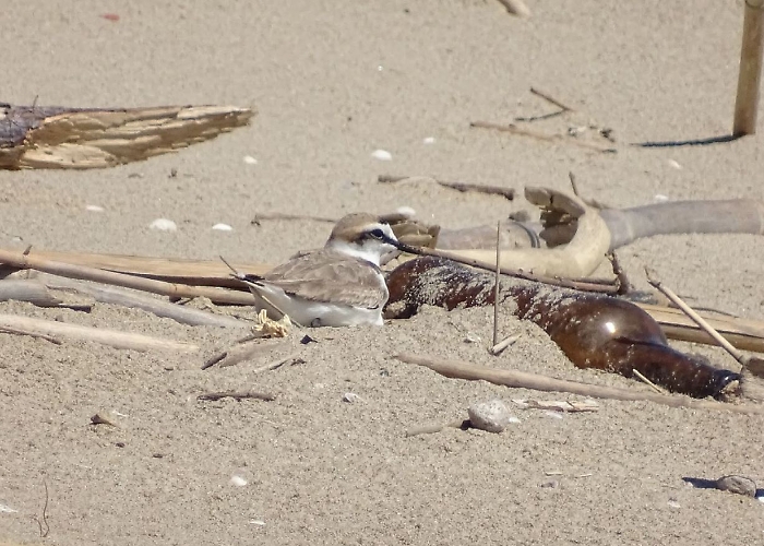 Un Fratino in cova in spiaggia tra i rifiuti Oasi del Simeto - foto D. Grimaldi