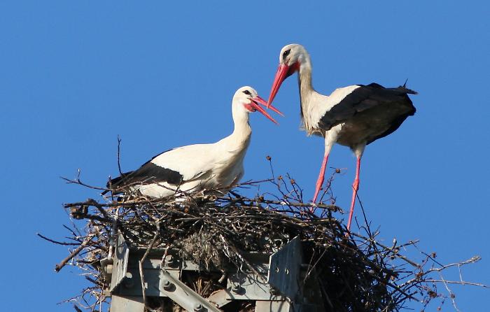 Cicigne sul nido