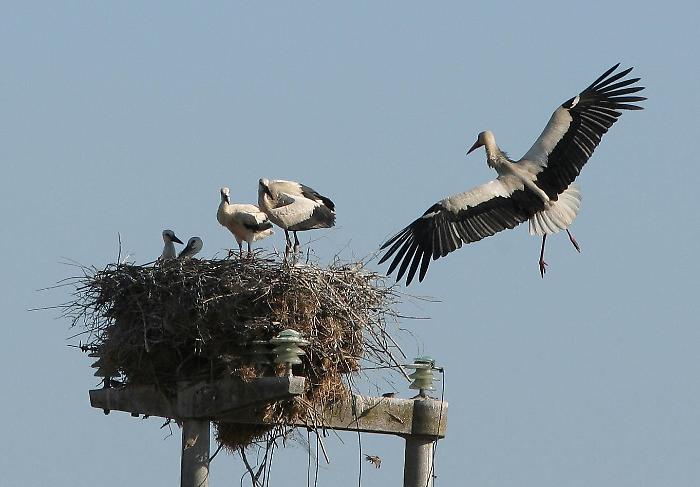 Cicogna con piccoli
