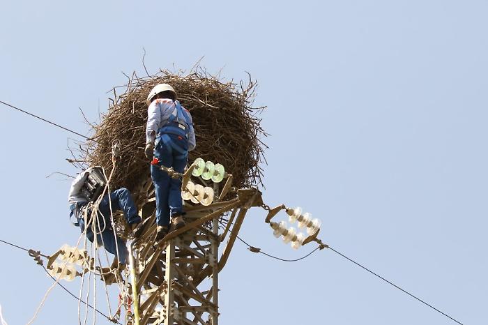 Messa in sicurezza di un nido