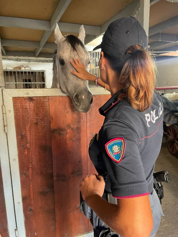 - UN CAVALLO NEL GARAGE, 42ENNE DI ACIREALE DENUNCIATO PER MALTRATTAMENTO DI ANIMALI E SANZIONATO PER 9 MILA EURO (1)