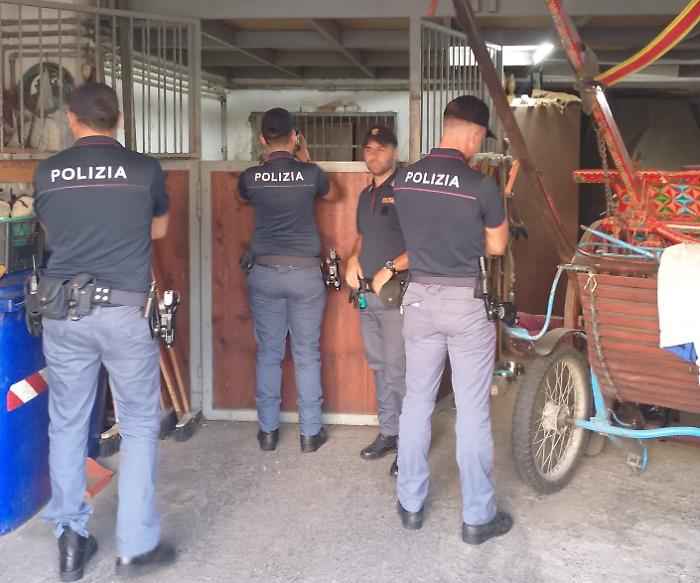 - UN CAVALLO NEL GARAGE, 42ENNE DI ACIREALE DENUNCIATO PER MALTRATTAMENTO DI ANIMALI E SANZIONATO PER 9 MILA EURO (2)