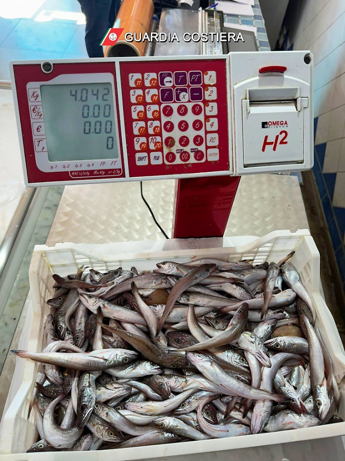 merluzzo sottomisuraLog