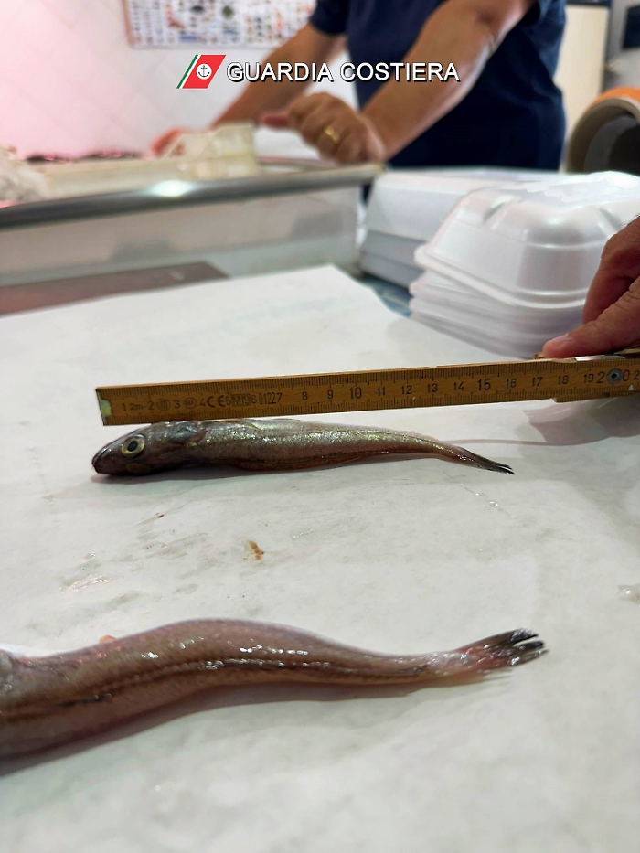 misurazione merluzzoLog