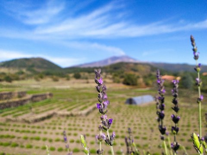 08. sentiero degli aromi1