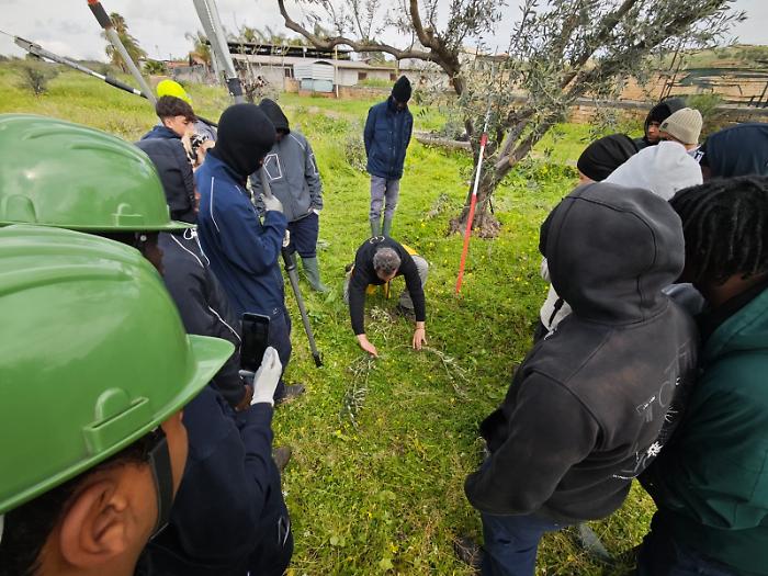corso di potatura dell'ulivo_scordia_2