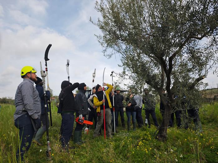 corso di potatura dell'ulivo_scordia_3