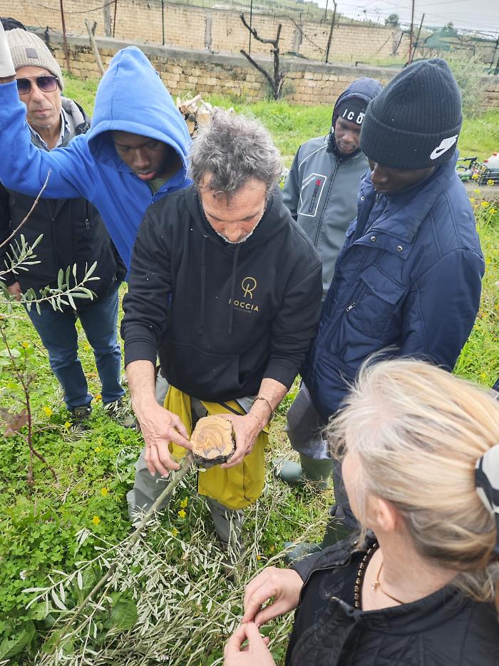 corso di potatura dell'ulivo_scordia_5