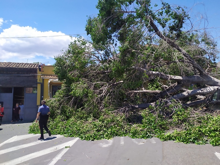 30 MAGGIO 2025 albero crolla in via Sebastiano Catania (10)