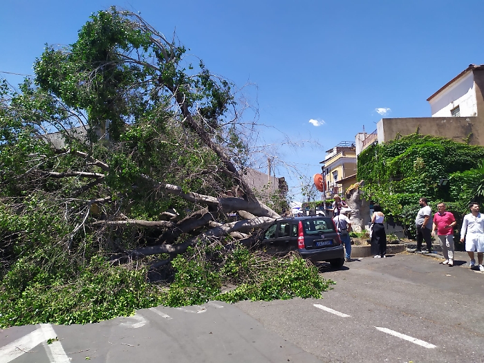 30 MAGGIO 2025 albero crolla in via Sebastiano Catania (12)