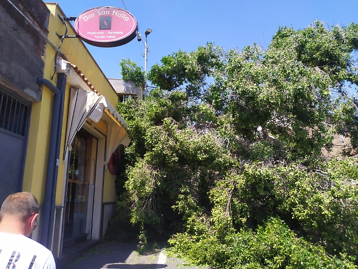 30 MAGGIO 2025 albero crolla in via Sebastiano Catania (13)