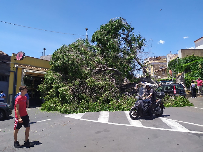 30 MAGGIO 2025 albero crolla in via Sebastiano Catania (14)