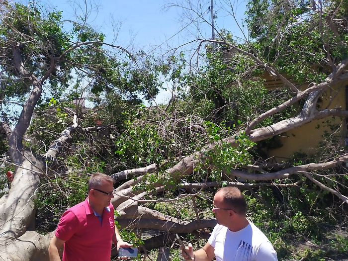 30 MAGGIO 2025 albero crolla in via Sebastiano Catania (2)