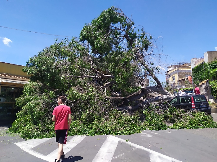 30 MAGGIO 2025 albero crolla in via Sebastiano Catania (3)