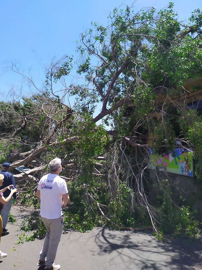 30 MAGGIO 2025 albero crolla in via Sebastiano Catania (4)