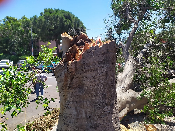 30 MAGGIO 2025 albero crolla in via Sebastiano Catania (5)