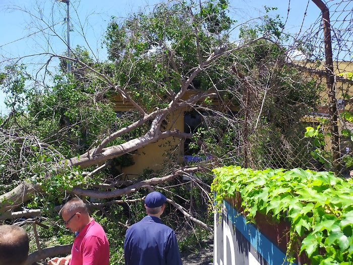 30 MAGGIO 2025 albero crolla in via Sebastiano Catania (6)