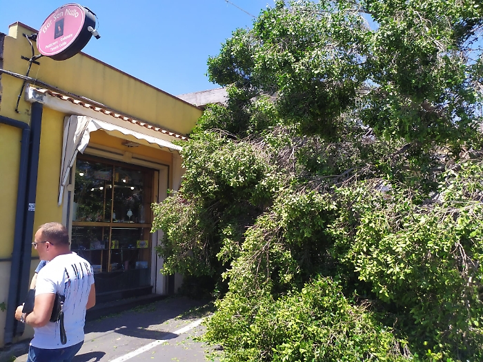 30 MAGGIO 2025 albero crolla in via Sebastiano Catania (8)